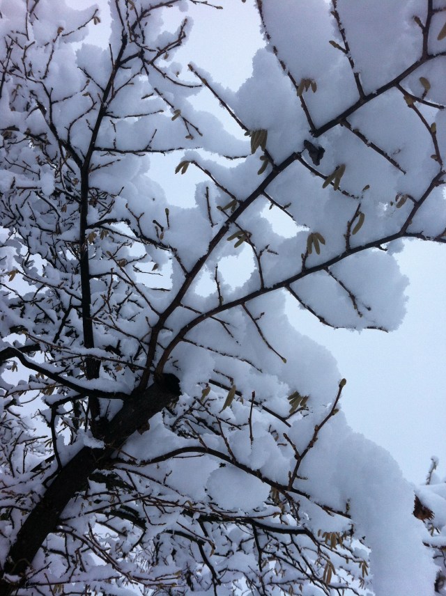 Jeannette Tree in Winter