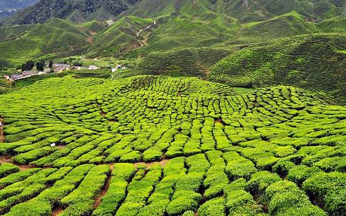 Malaysia Tea Fields