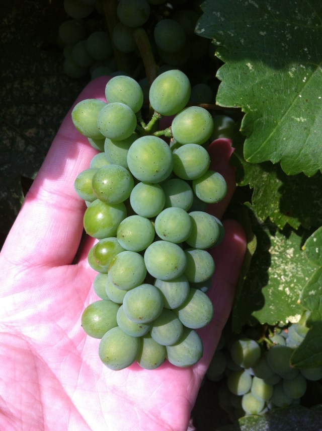 Just hints of softening of the cluster.  A very healthy, mold free, disease free, crop this year.  Getting excited!! 