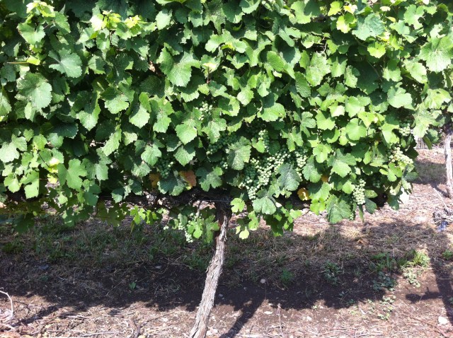 It's great that our Gewurztraminer block at the back of our property is vigorous (lots of shoots and leaves) because that ensures the clusters will not get too much sunlight--important for Gewurztraminer to retain its varietal characteristics