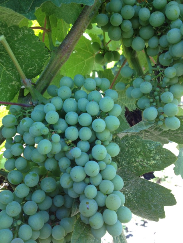 No signs of colour change yet but Gewurztraminer is one of our latest varieties to change--strange that because it is one of the first to ripen.