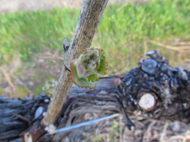 Little buds bursting out all over.  They are delicate and can be killed by frost right now, but our land on the Golden Mile Bench is no susceptible to frost.  Lucky!