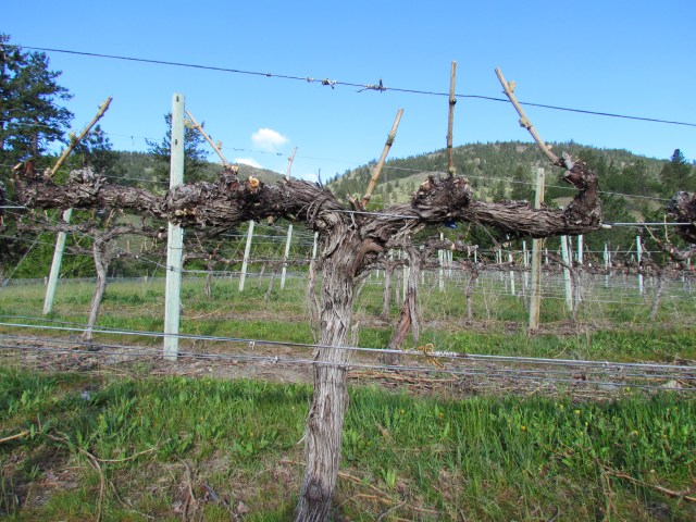 Bud break happened in the last week which is a full 2 weeks early for this block of Gewurztraminer on the Tinhorn Creek property behind my home.