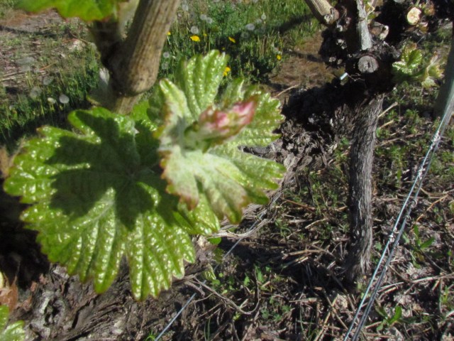 No threat of frost this high up on the Golden Mile Bench--it's great to start the year early.