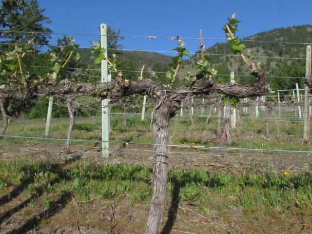 Unseasonably warm temperatures of 30C this week have really elongated the shoots