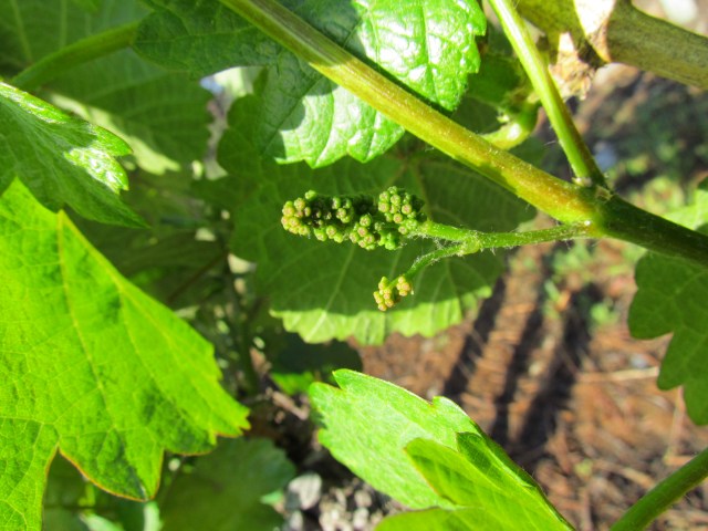 Tiny little clusters!  We love these little guys--in one year, this cluster will be in your glasses!