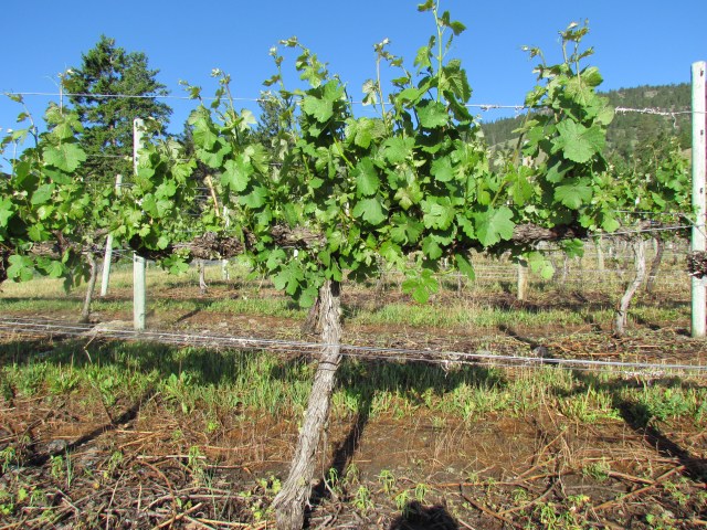 Amazing elongation of the shoots.  We figure we are 2 weeks ahead of a normal growing season at this point.