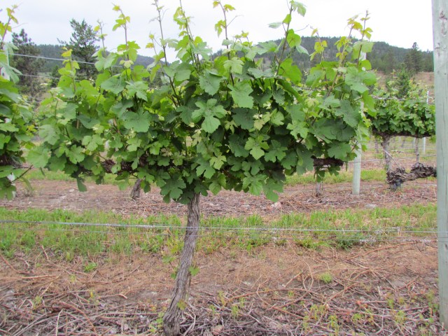 It's been a relatively good week for development--some heat and some rain. Those two things together have us monitoring the vineyard for signs of mildew which can happen in higher humidity.