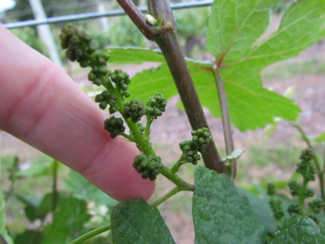 The clusters are lengthening.  This week we are thinning shoots on the Bock 1 Gew so that we have the proper number of clusters going into the growing season.