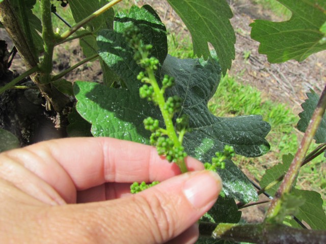 Things are still ticking along nicely.  The vines were suckered a few days ago.  Suckering is when excess shoots on the trunks are removed to allow for the vine to better concentrate on these little babies!