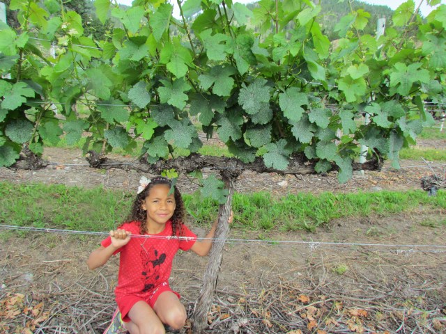 There's a little 8YO gremlin under the vine this week!  Huge growth and good heat have combined to put us easily 2 weeks ahead of "normal" already this vintage