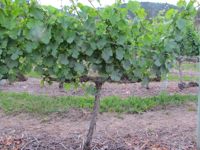 Growing ever taller the  vines have been "tucked" under the upper wire already.  Estimates show we are 2.5 weeks ahead of average years (with 20 years data).