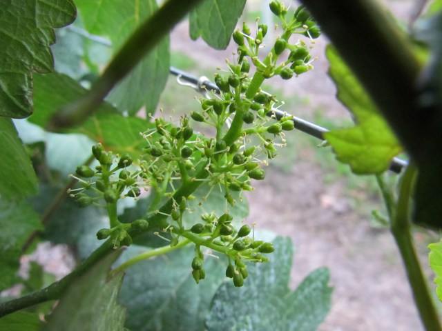 FLOWERING!! Just the very onset of flowering--I know it doesn't look like anything spectacular, these fine white hairs, but this is a critical time for us in establishing our quality and quantity of crop.