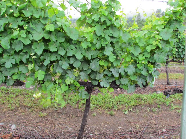 The growth is phenomenal in this block of Gewurztraminer mainly due to the early heat and now the rain.  We are seeing shoots come out from the side of the canopy as well (laterals).