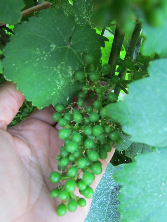 You can see we no longer have any flowers or remnants of flowers but berries that are beginning to form.  They are not quite pea sized but they are getting there.  