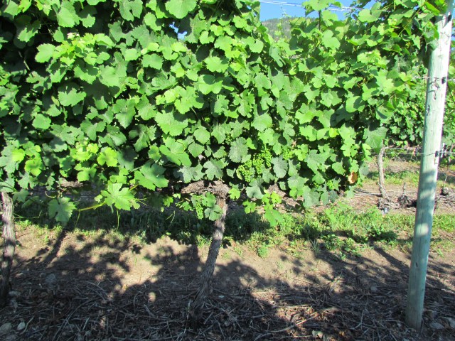 Unbelievable growth.  I know I keep saying that but 40C this weekend and the vines have added at least one foot of growth to them in the last couple of week. 