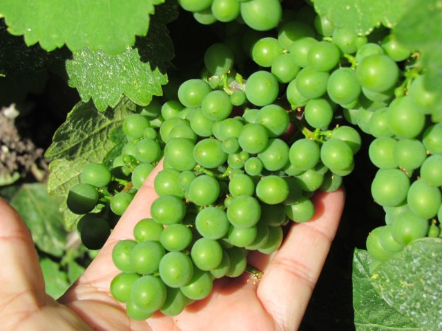 Progressing right along with perfect summer growing conditions: No rain, not too hot but fairly hot sun, light wind an long LONG days of summer!