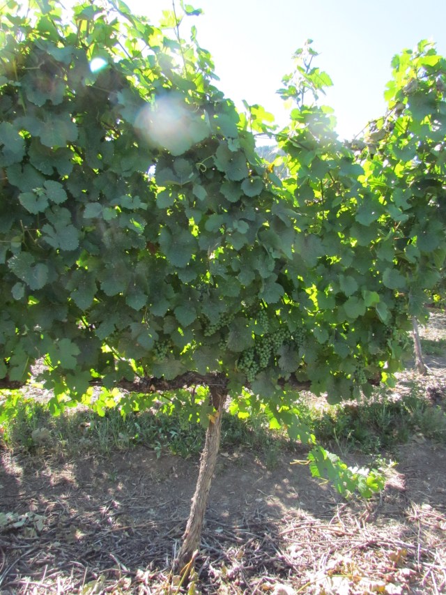 Sound like a broken record but this week was hot again.  With the exception of one day of some rain, the rest of the week was between 32-40C