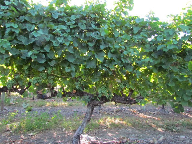 Another hot week of 30-35C temperatures!  We are going to be harvesting this vine, no doubt, well before the end of September.