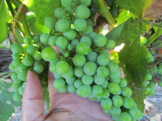 Very soft grapes!  We are just entering veraison time where the grapes turn colour (in the case of Gew, they will turn a pink/rose color), soften and accumulate sugar.