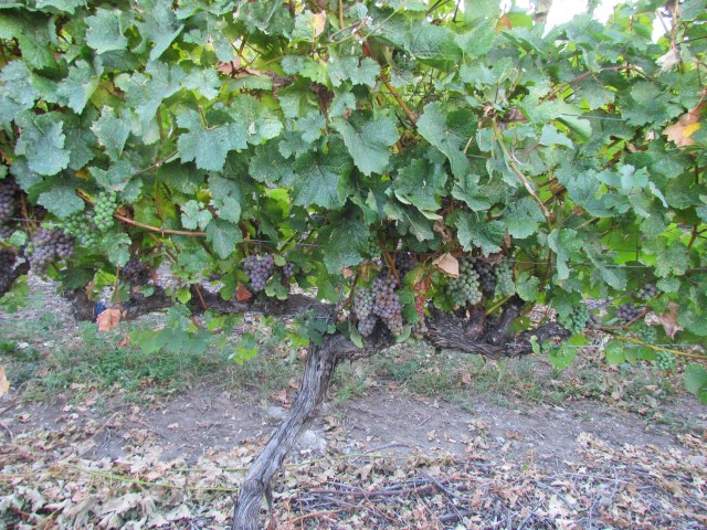 We had a ferocious hail storm that hit a small part of this Gewurztraminer block but only about 5% of the vines saw damage--and not enough damage not to harvest.  Our little vine just keeps chugging along.  