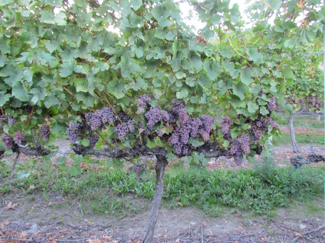 The vine is still doing great!  The weather has been a bit cool and rainy this week but it has warmed up now for the finish line on these grapes in 1-2 weeks