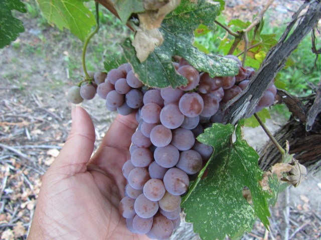 Our little vine 5 row 15 is doing so well!  Flavours are progressing nicely and we may harvest in 1-1.5 weeks!  So excited