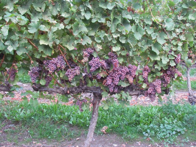 Yeah!  Last Gewsday before we pick! We suffered a bit of hail damage a couple of weeks ago but no problems bringing in a healthy crop this week!