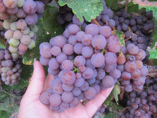 These beauties are around 22.5-22.9 Brix (% sugar) and they are tasting like little lychee/floral bombs.  Very happy we will be picking them on Thursday and Friday this week!