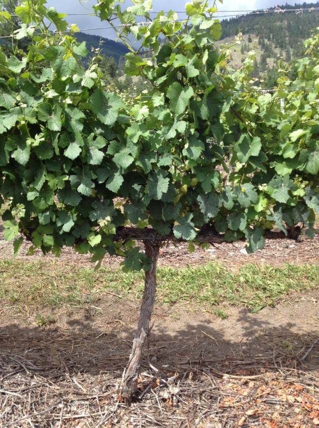 Picture courtesy of Lindsey from Tinhorn Creek.  The growth is amazing right now