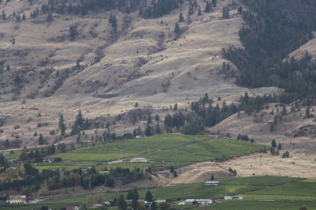 Tinhorn Creek on the Golden Mile Bench